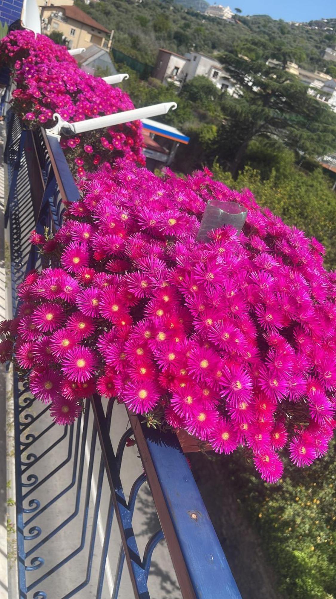 Bougainvillea Relais Półwysep Sorrentyński Zewnętrze zdjęcie